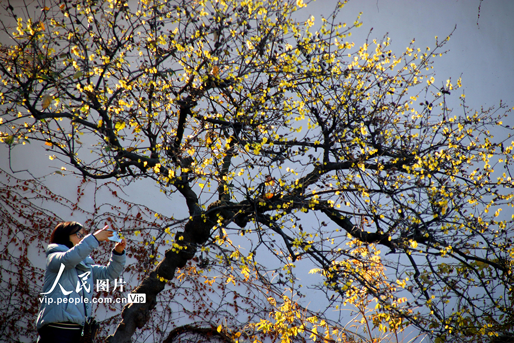 江苏苏州:蜡梅绽放【3】