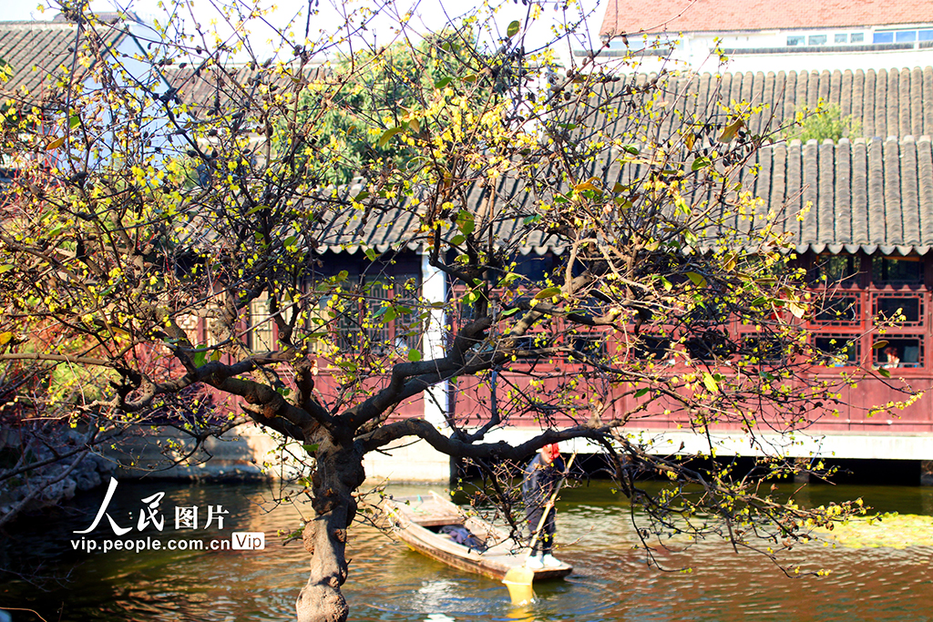 江苏苏州:蜡梅绽放【4】
