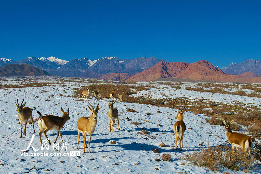 新疆温宿:戈壁滩上的鹅喉羚【2】