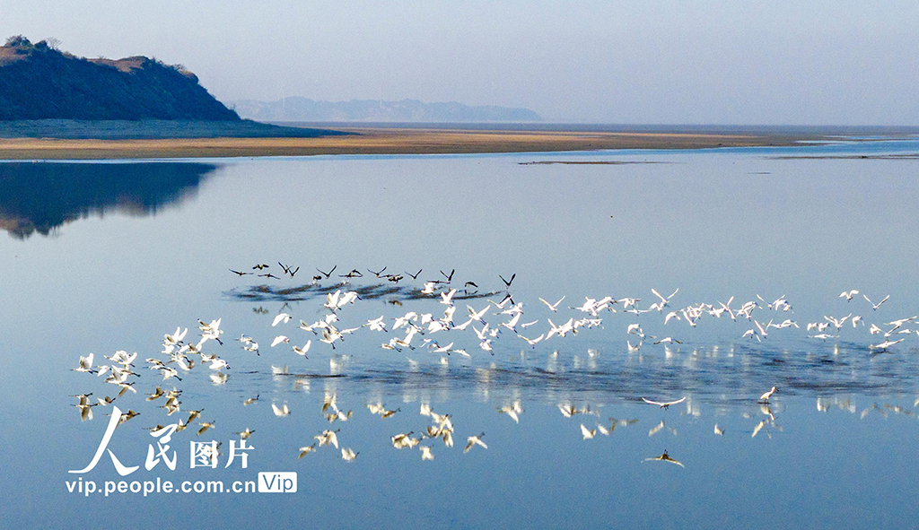 江西鄱阳湖：湿地成候鸟乐园【2】