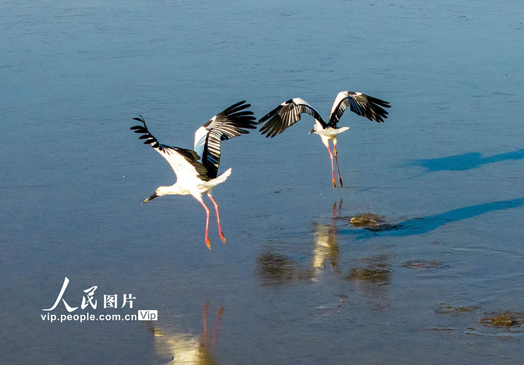 江西鄱阳湖：湿地成候鸟乐园【3】