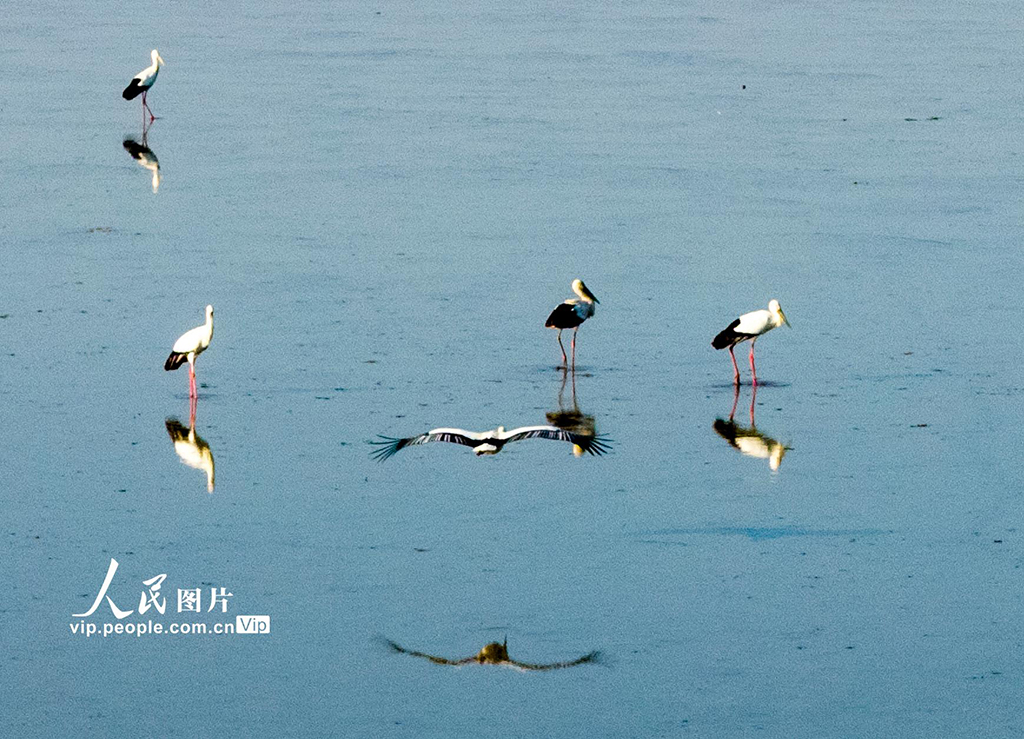 江西鄱阳湖：湿地成候鸟乐园【4】