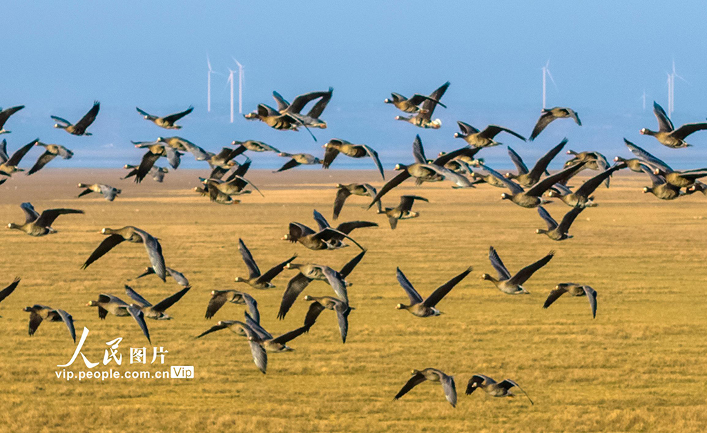 江西鄱阳湖:湿地成候鸟乐园【5】