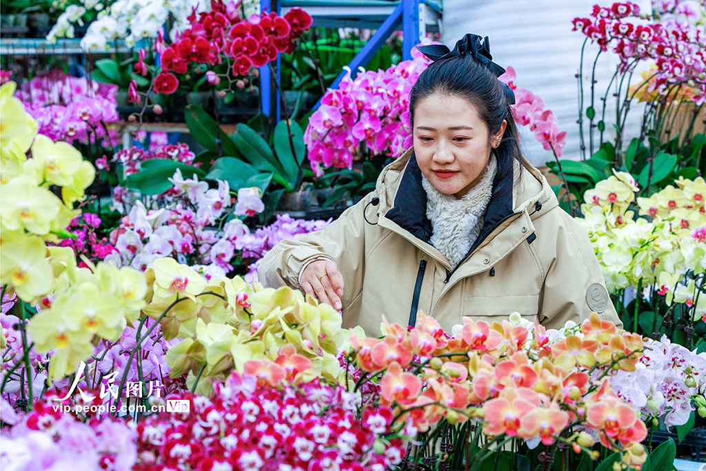 新疆乌鲁木齐：花卉俏销【3】