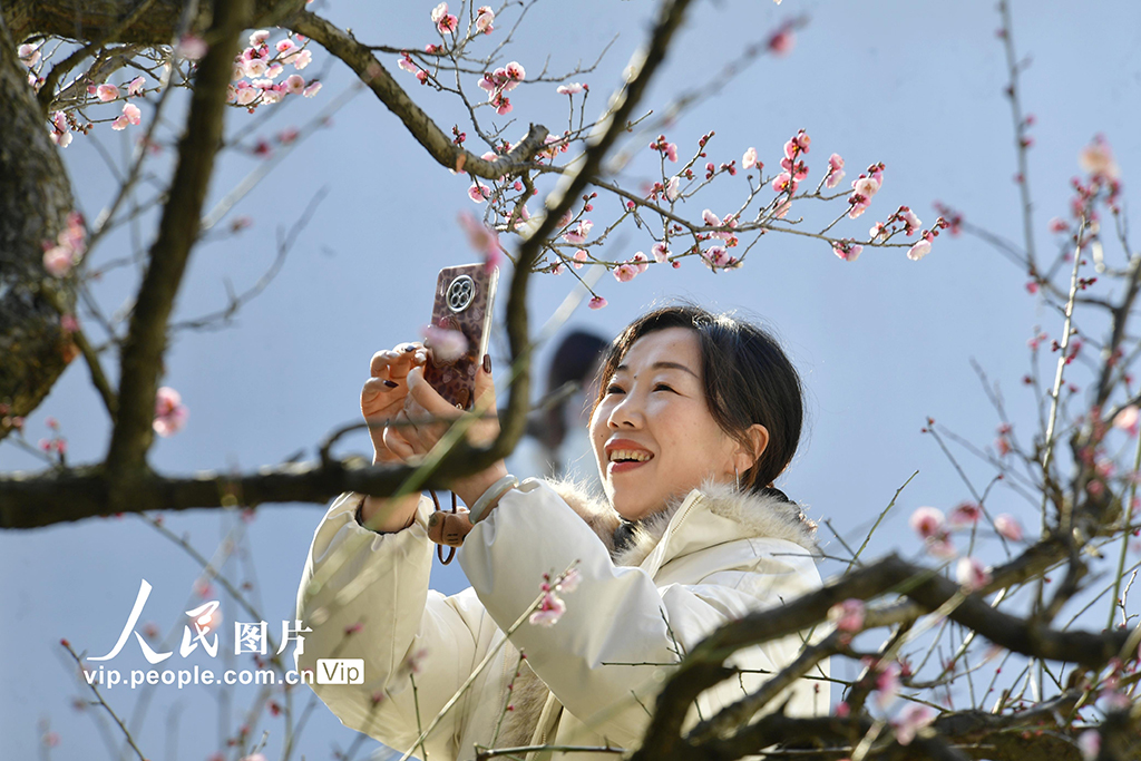 安徽合肥：冬日梅花开 游客竞相来【6】