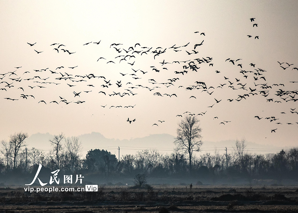 江西余干:白鹤洲生态美如画【2】