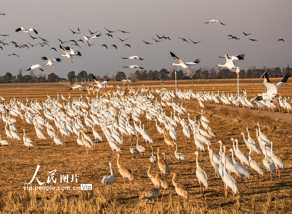 江西余干：白鹤洲生态美如画【3】