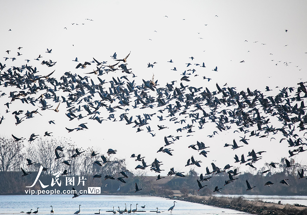 江西余干:白鹤洲生态美如画【5】