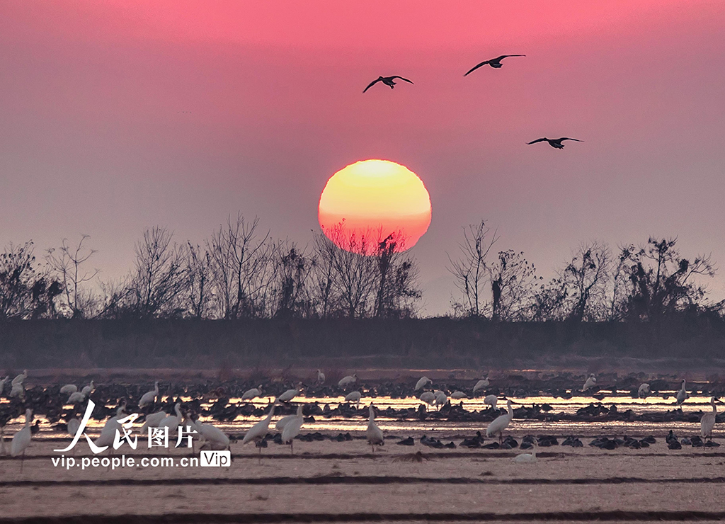 江西余干：白鹤洲生态美如画【6】