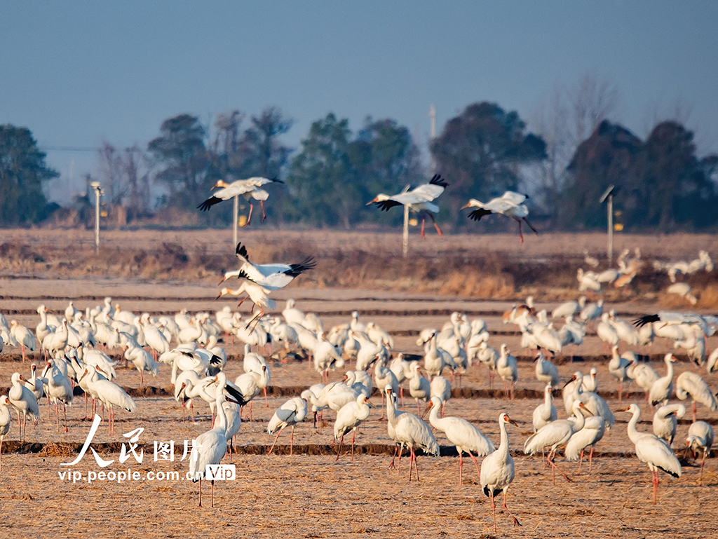 江西余干:白鹤洲生态美如画【7】