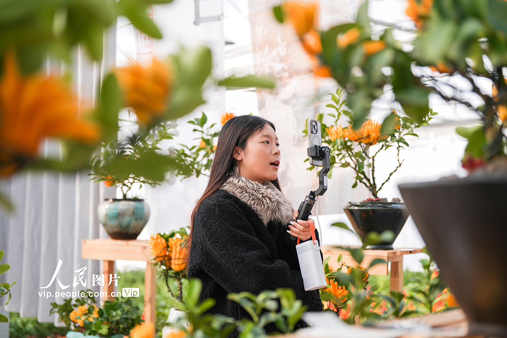 浙江金华：青年返乡 佛手飘香【2】