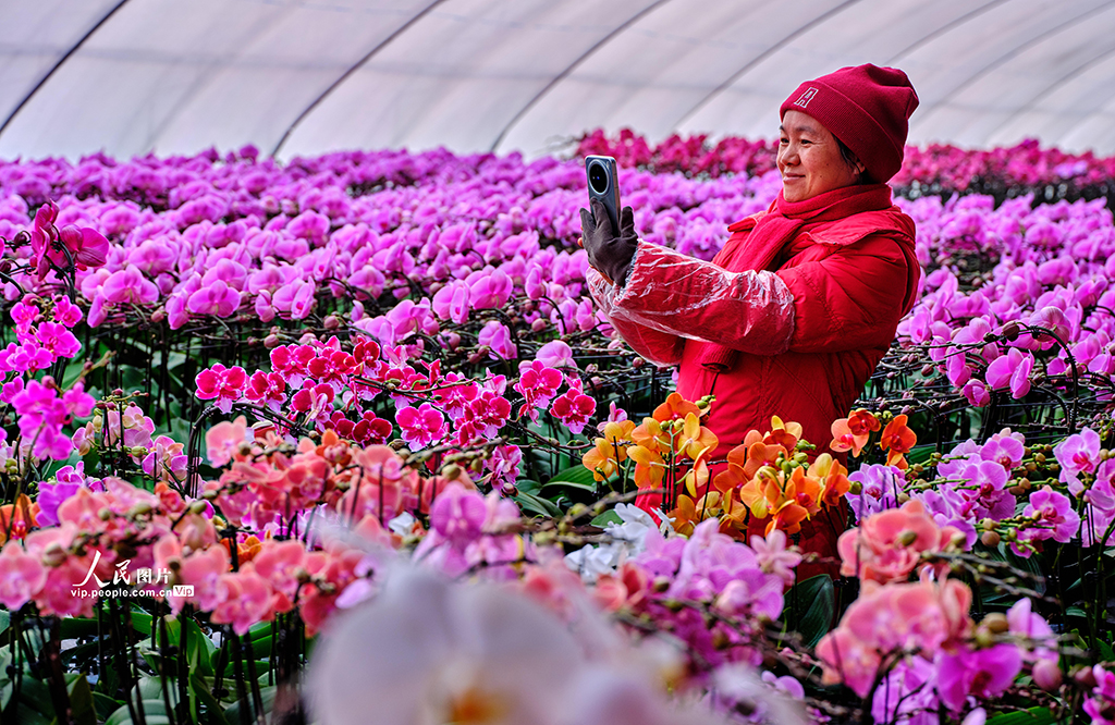 北京：花卉市场“春意浓”【2】