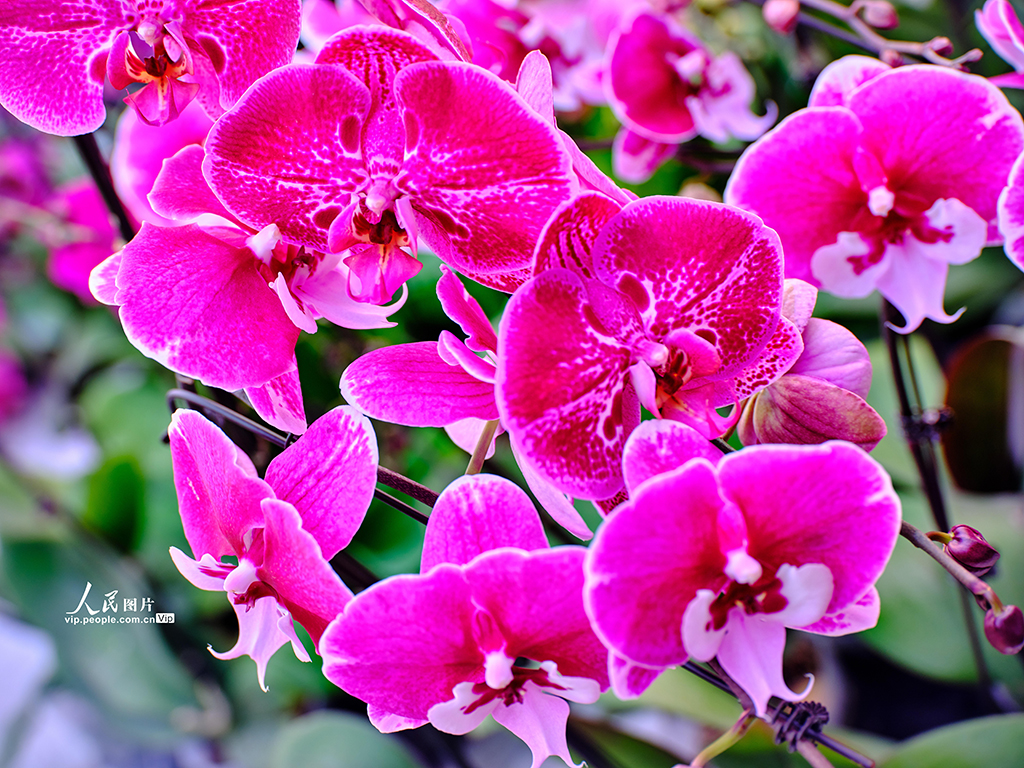 北京：花卉市场“春意浓”【4】