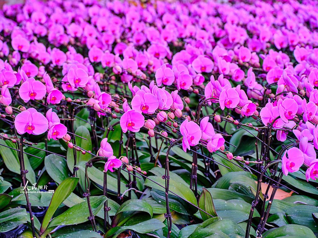 北京：花卉市场“春意浓”【5】