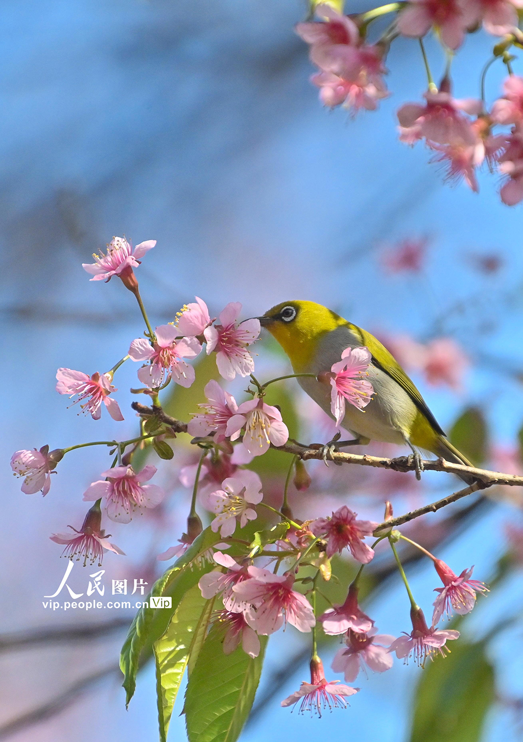 贵州贵阳：冬樱花盛开【3】