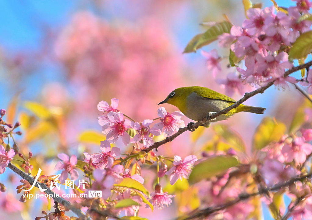 贵州贵阳：冬樱花盛开【2】