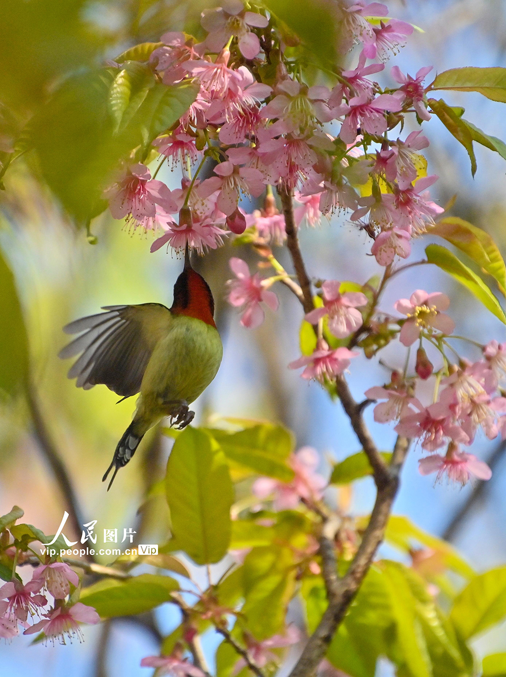 贵州贵阳：冬樱花盛开【5】