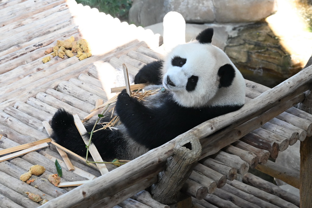 这是1月10日在马来西亚吉隆坡附近的马来西亚国家动物园拍摄的大熊猫“晓月”。