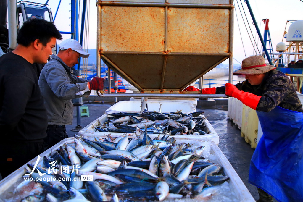 浙江玉环：冬捕归来鱼满舱【3】