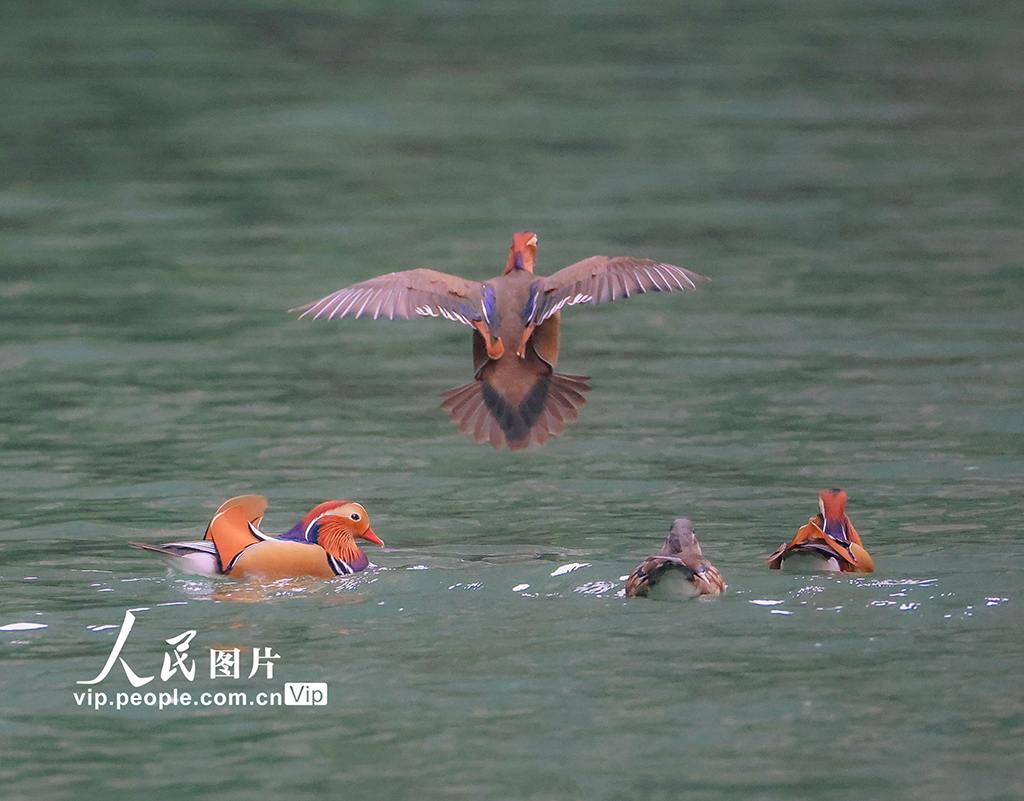 重庆 ：生态小三峡成鸳鸯越冬乐园【3】