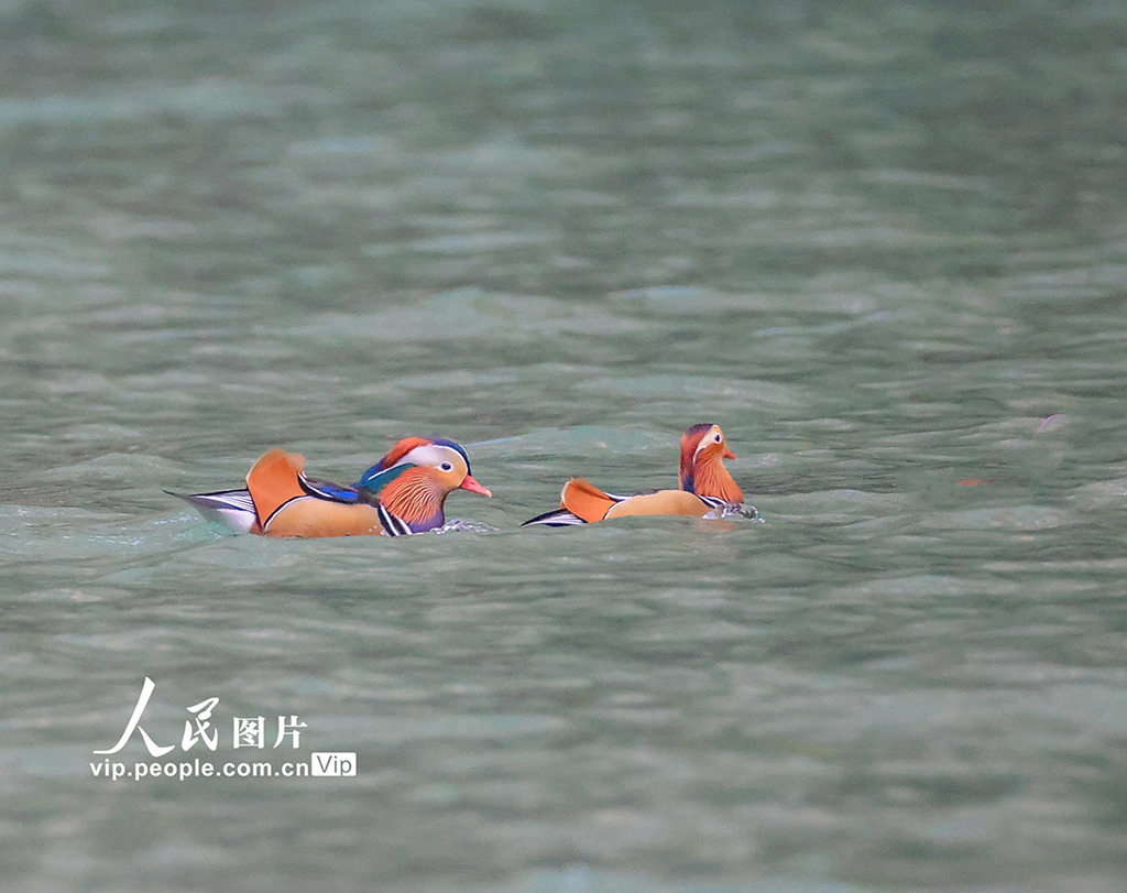 重庆 ：生态小三峡成鸳鸯越冬乐园【4】