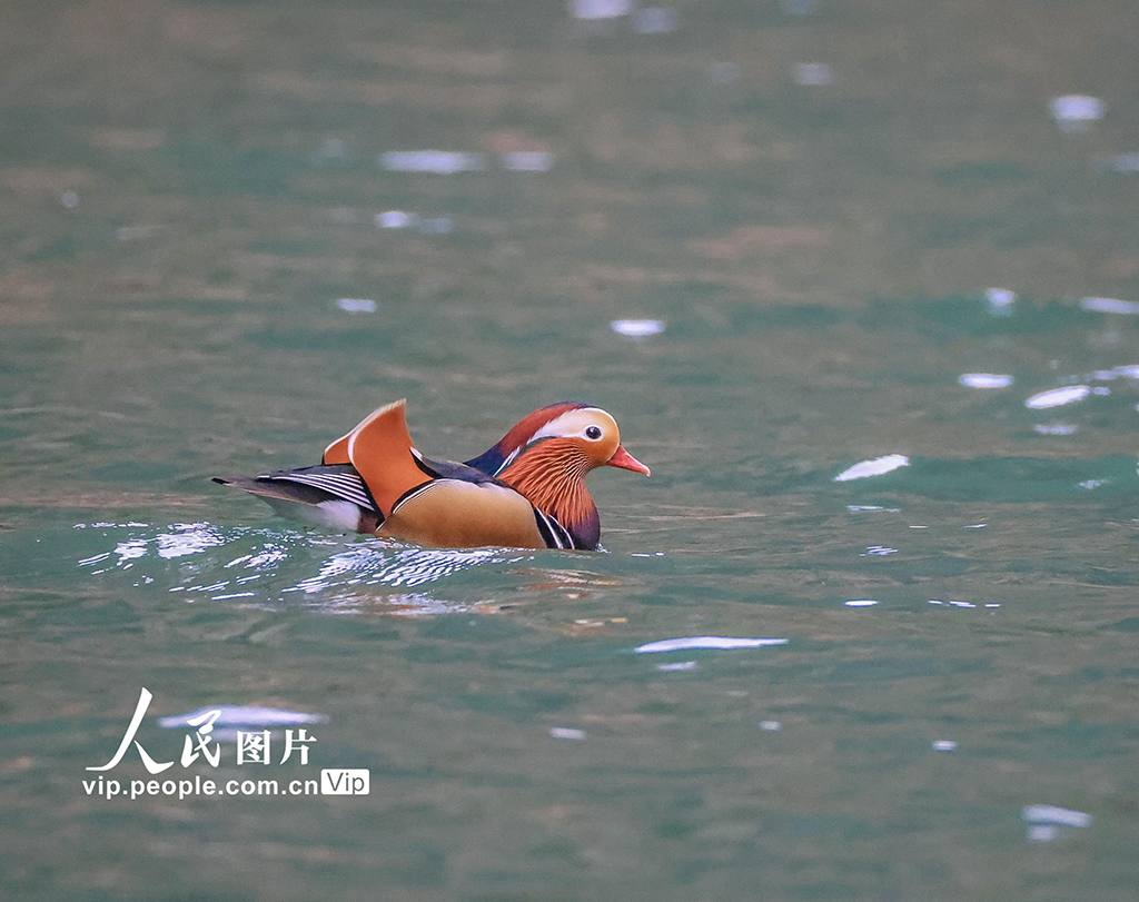重庆 ：生态小三峡成鸳鸯越冬乐园【5】