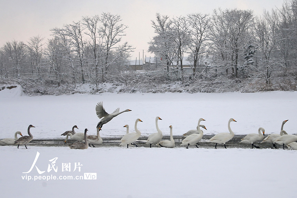 山东荣成：天鹅浴雪【3】