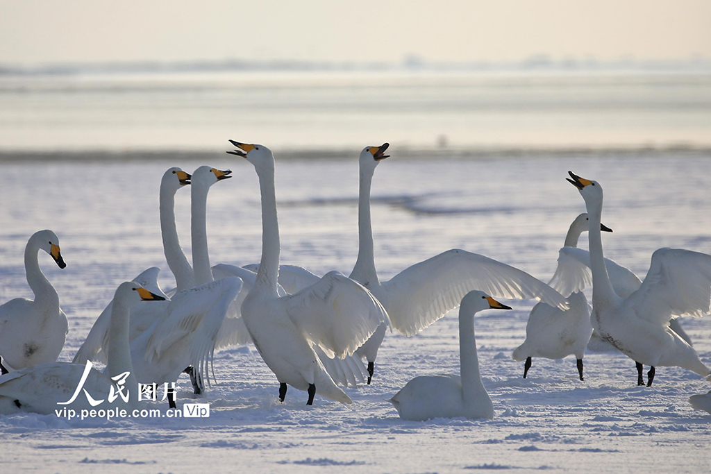 山东荣成：天鹅浴雪【2】