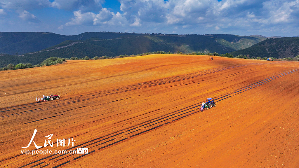 云南陆良：播种小春马铃薯【8】