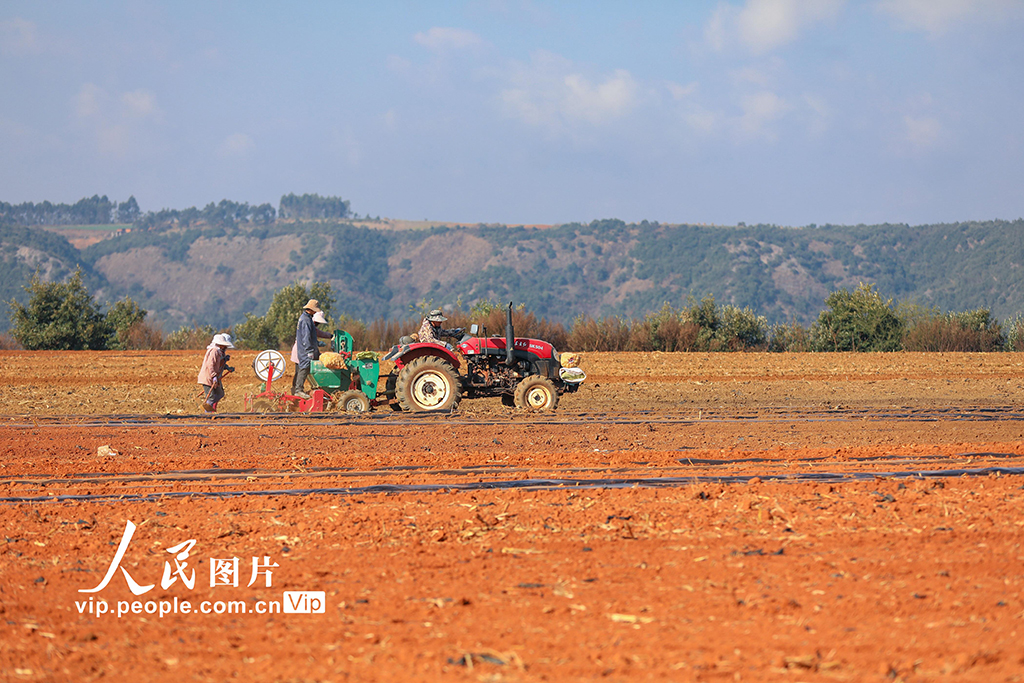 云南陆良：播种小春马铃薯【2】