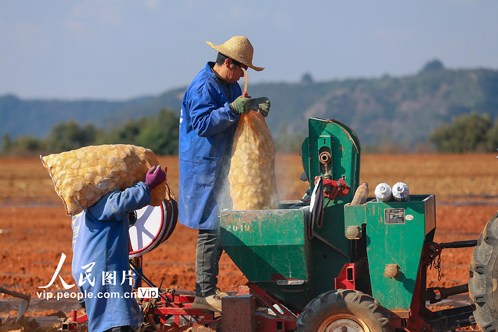 云南陆良：播种小春马铃薯【4】