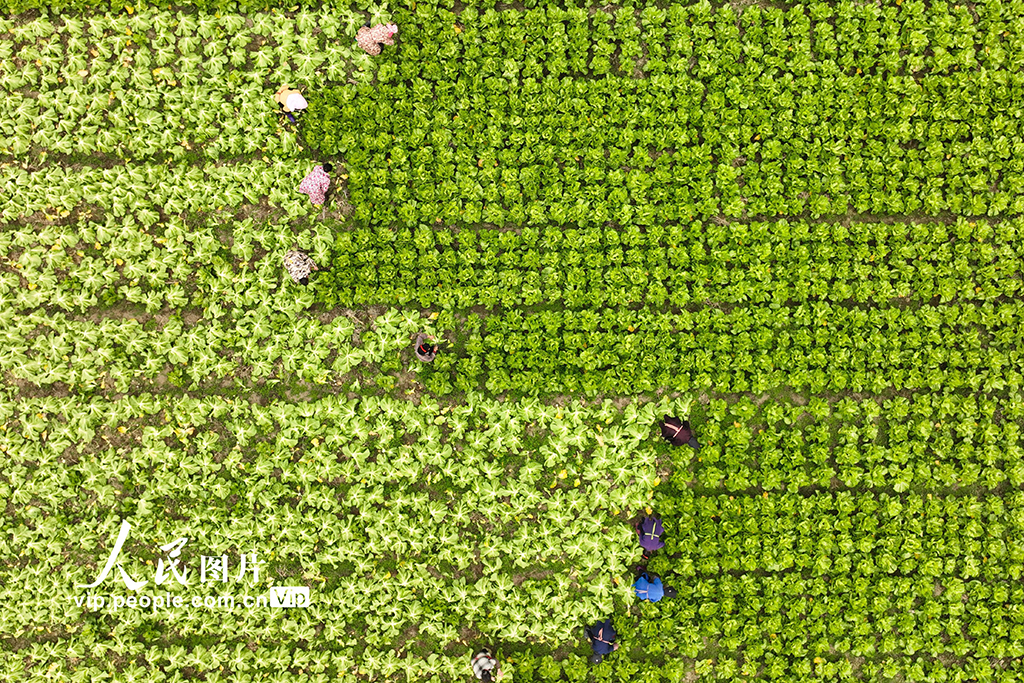 贵州丹寨：采收芥菜【2】