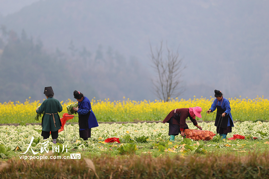 贵州丹寨：采收芥菜【3】