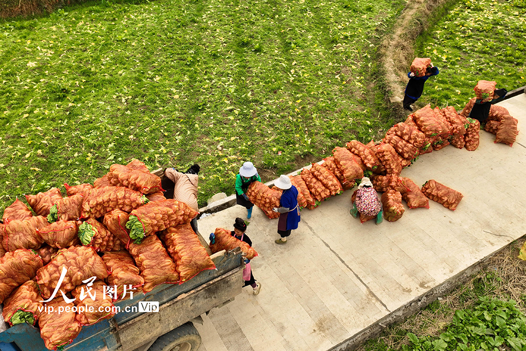 贵州丹寨：采收芥菜【4】