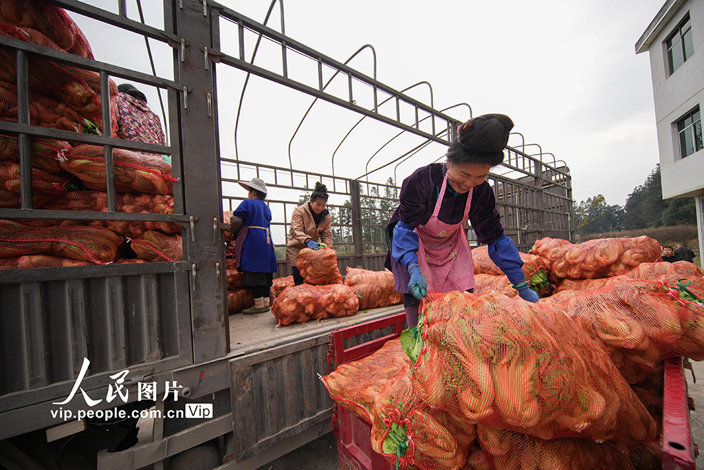 贵州丹寨：采收芥菜【5】