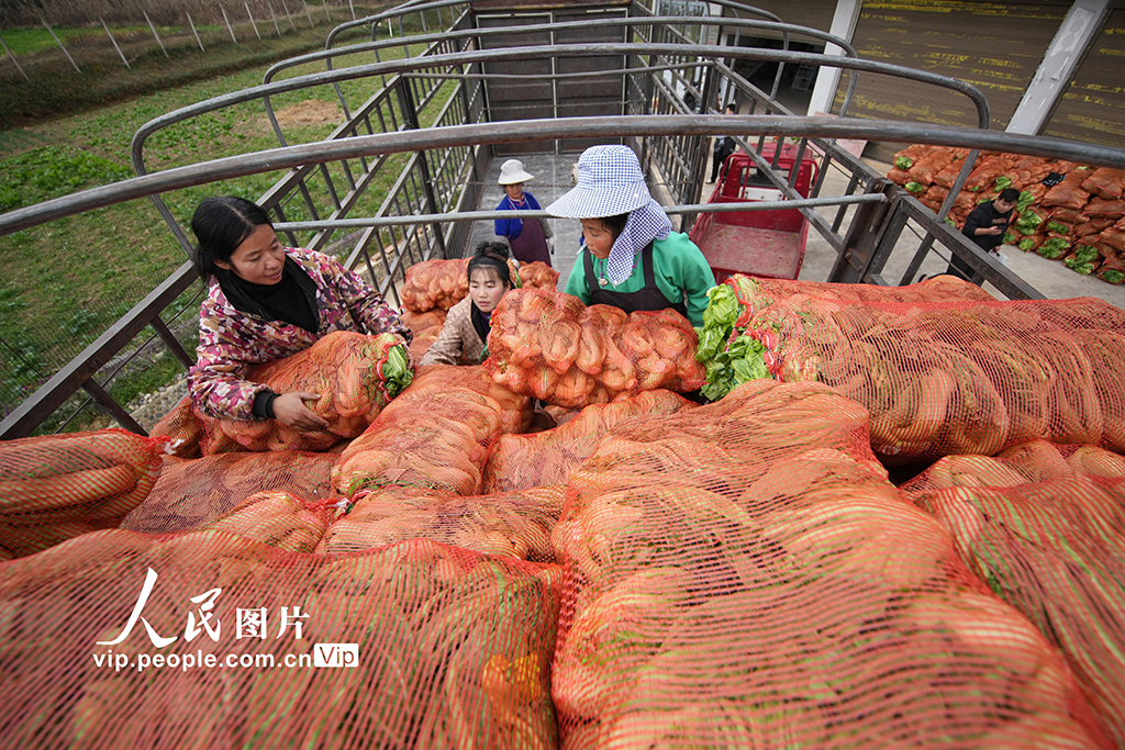 贵州丹寨：采收芥菜【6】