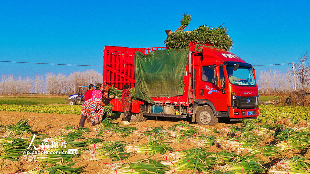 河南新野：收获钢葱【3】