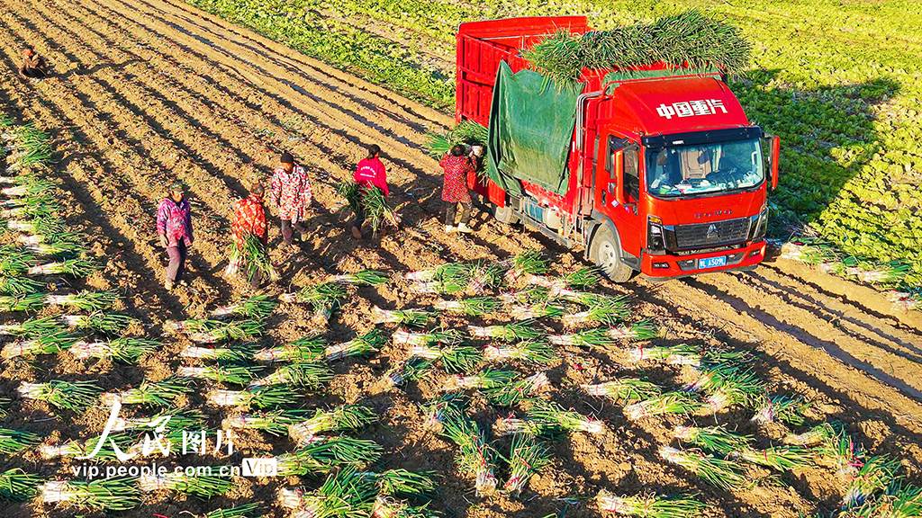 河南新野：收获钢葱【4】