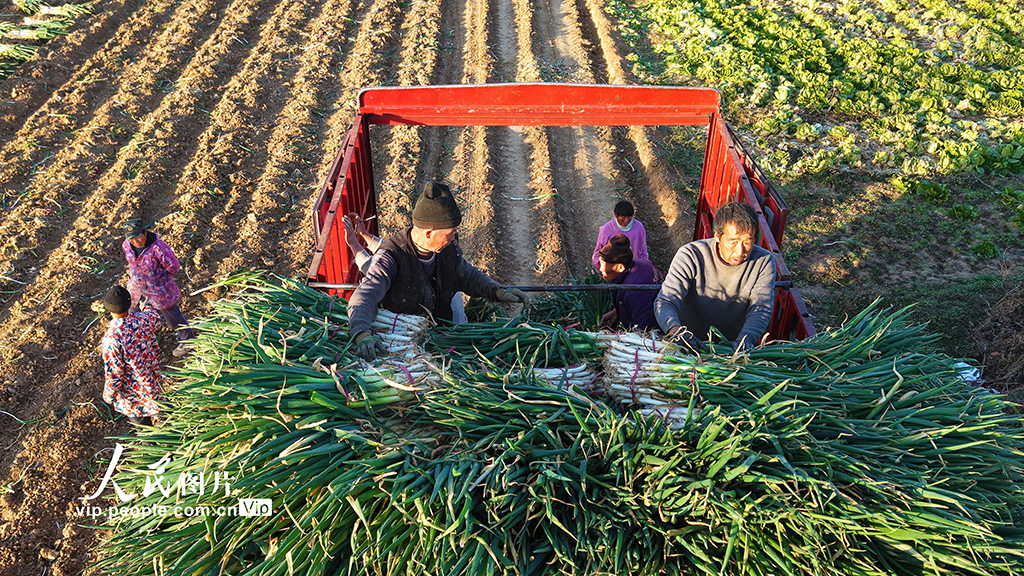 河南新野：收获钢葱【5】