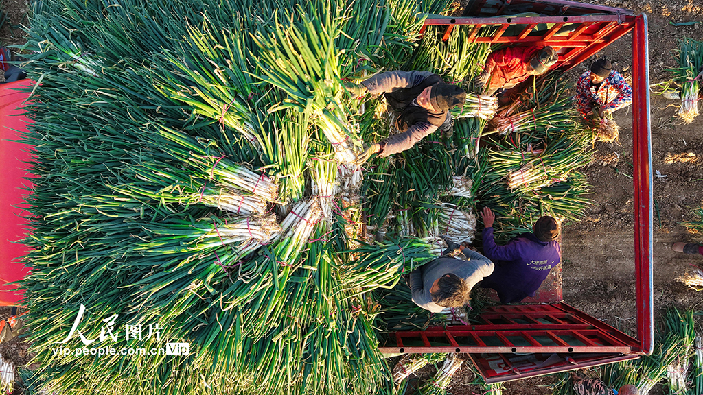 河南新野：收获钢葱【2】