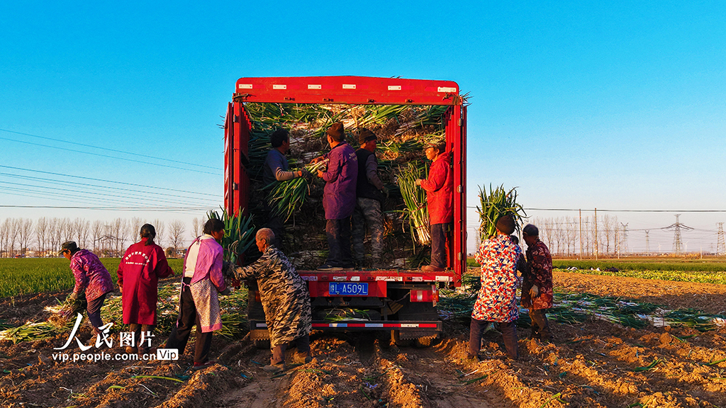 河南新野：收获钢葱【6】