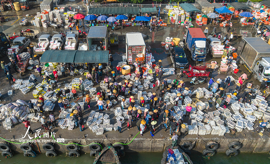 海南文昌：开年迎丰收 码头渔市旺【3】