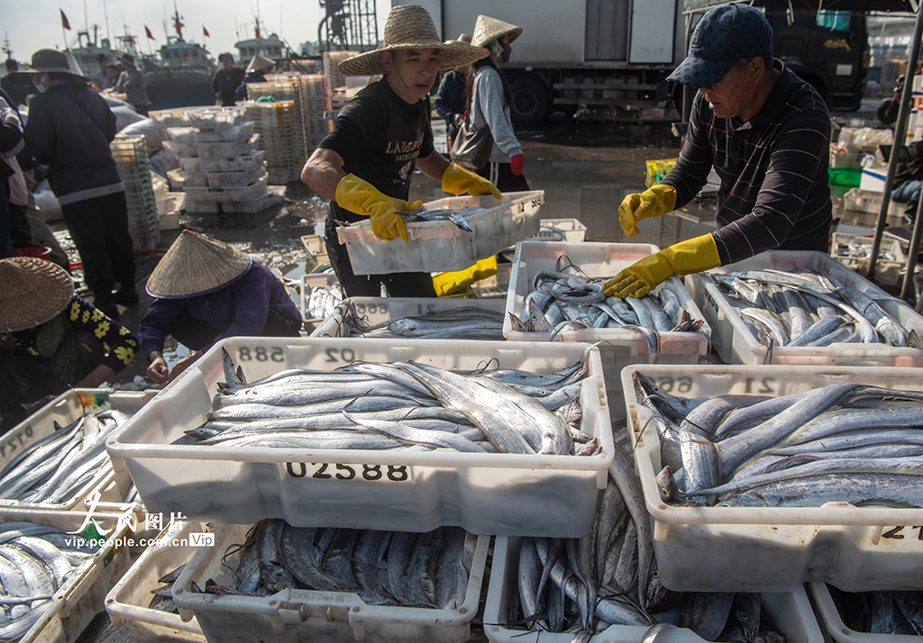 海南文昌：开年迎丰收 码头渔市旺【5】