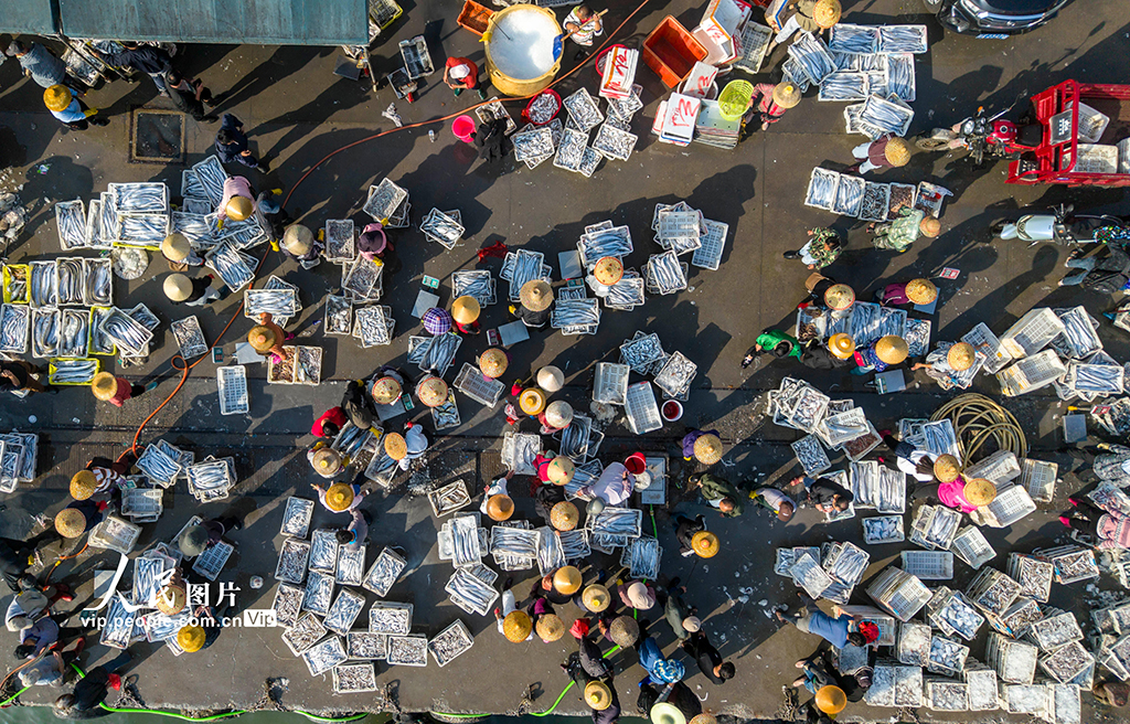 海南文昌：开年迎丰收 码头渔市旺【6】