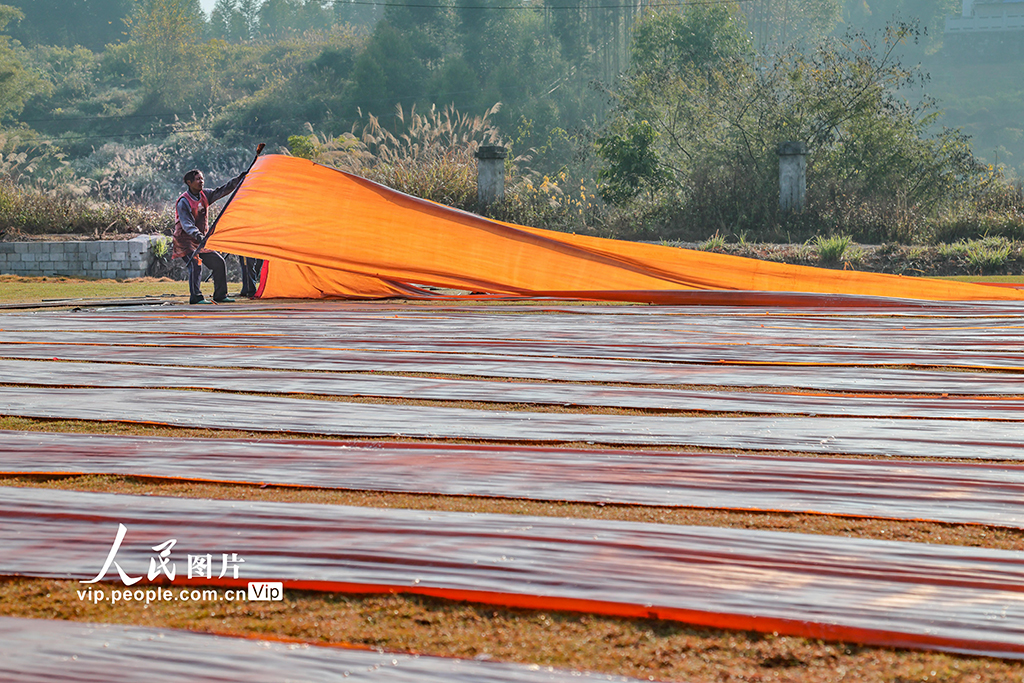 广西蒙山：晾晒香云纱【3】