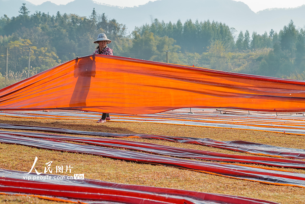 广西蒙山：晾晒香云纱【5】