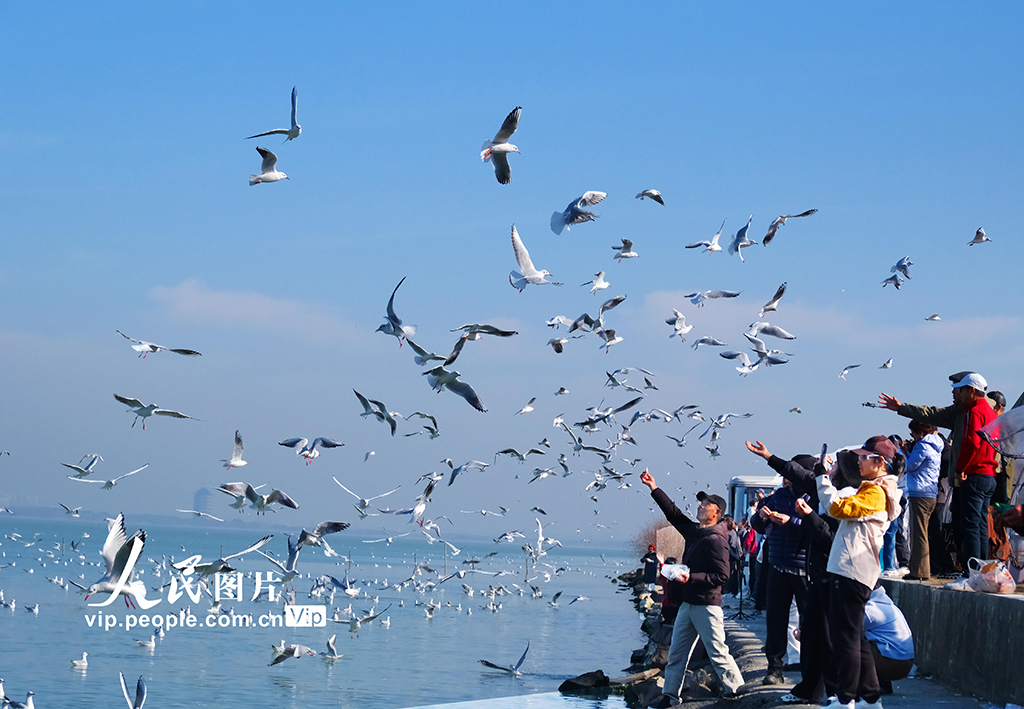 江苏苏州：太湖水域迎来赏鸥观景热潮【2】