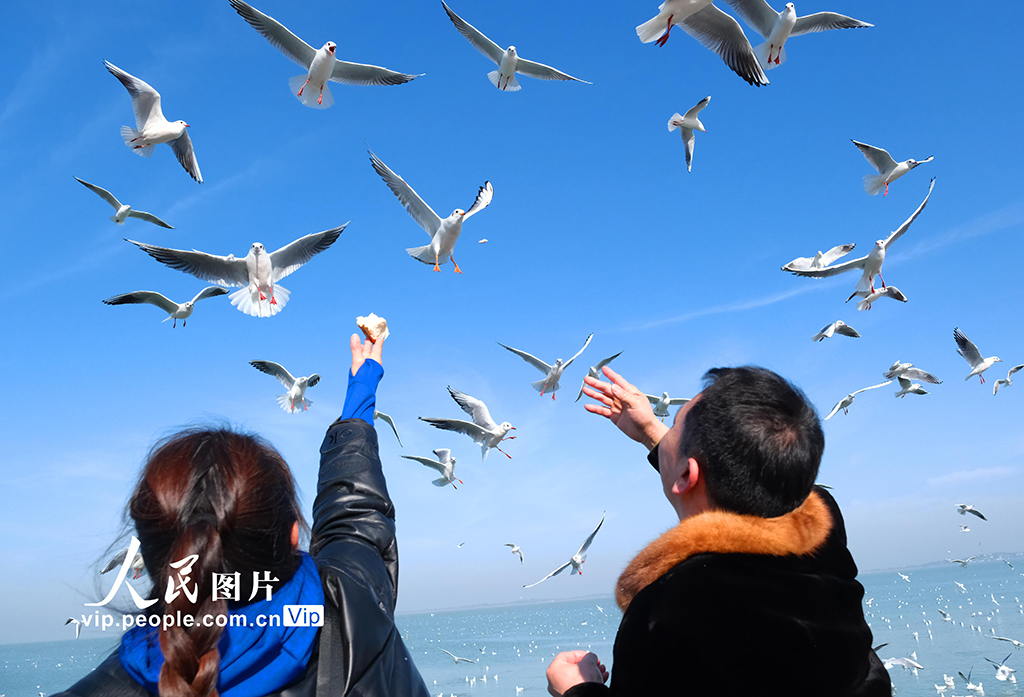 江苏苏州：太湖水域迎来赏鸥观景热潮【3】