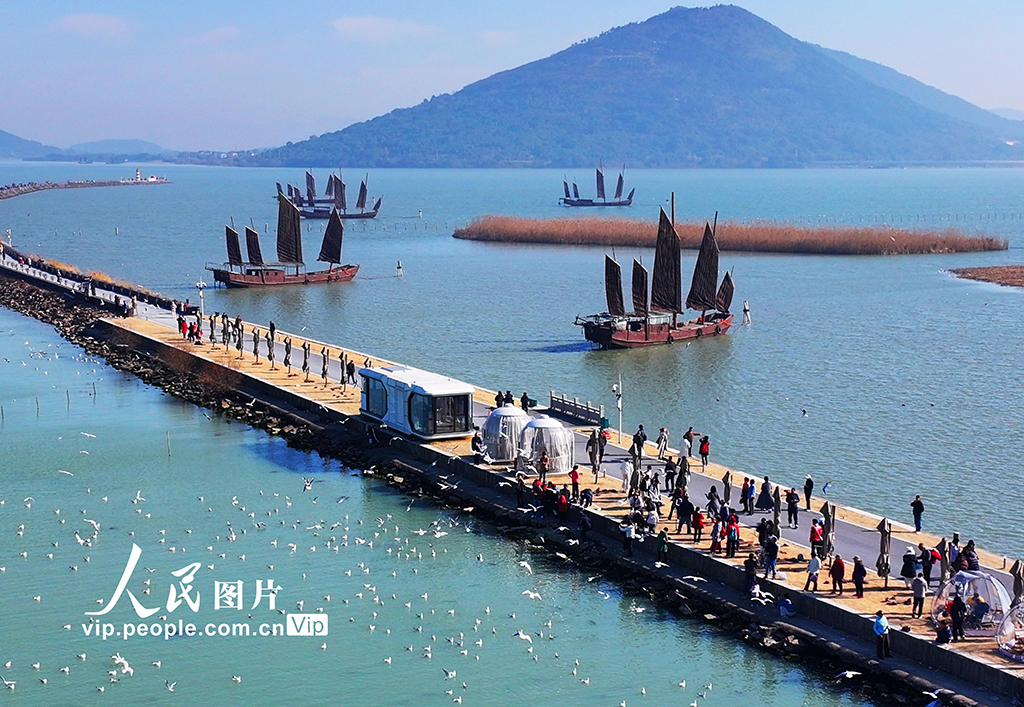 江苏苏州：太湖水域迎来赏鸥观景热潮【4】