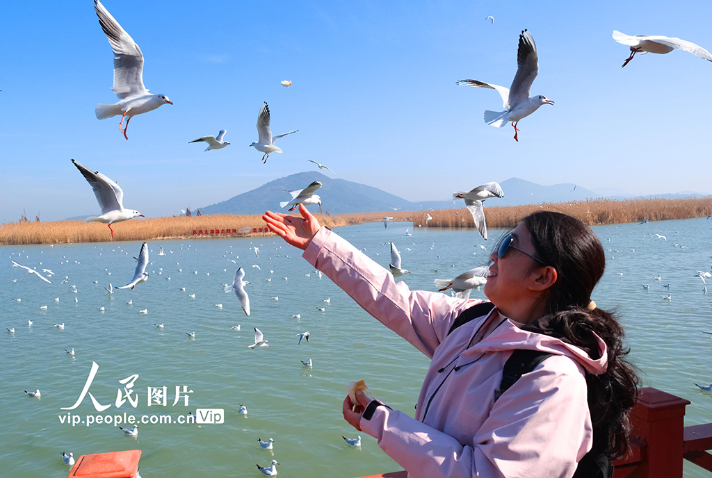 江苏苏州：太湖水域迎来赏鸥观景热潮【5】